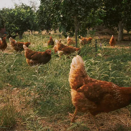 Nafpliobiofarms Country Nauplie