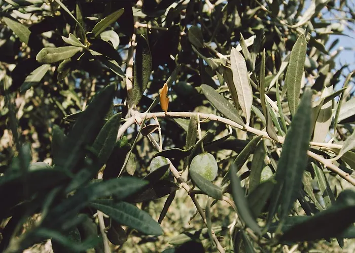 Nafpliobiofarms Country
