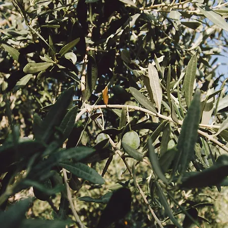 Nafpliobiofarms Country